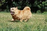 NORWICH TERRIER 097